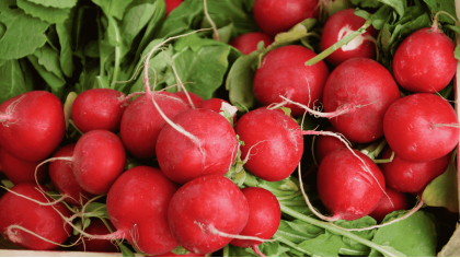 Працівник на збір редиски та цибулі